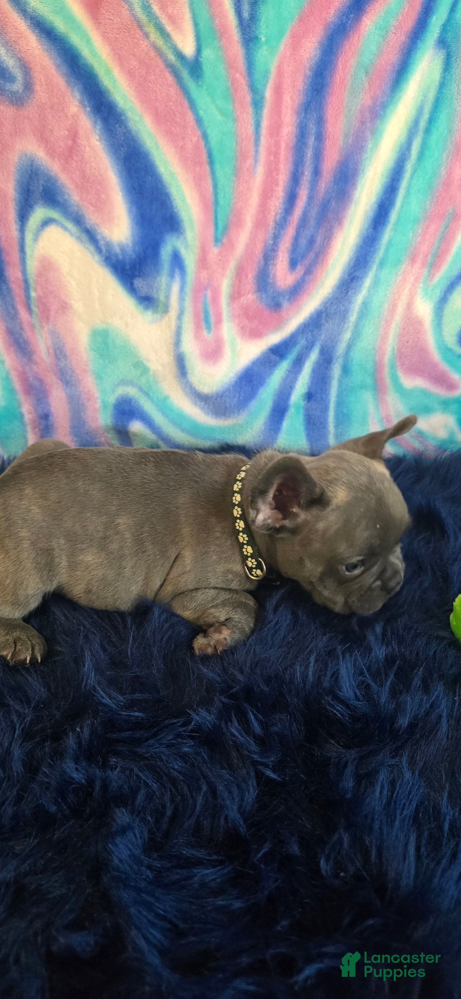 French Bulldog dogs Blue - Ad 2