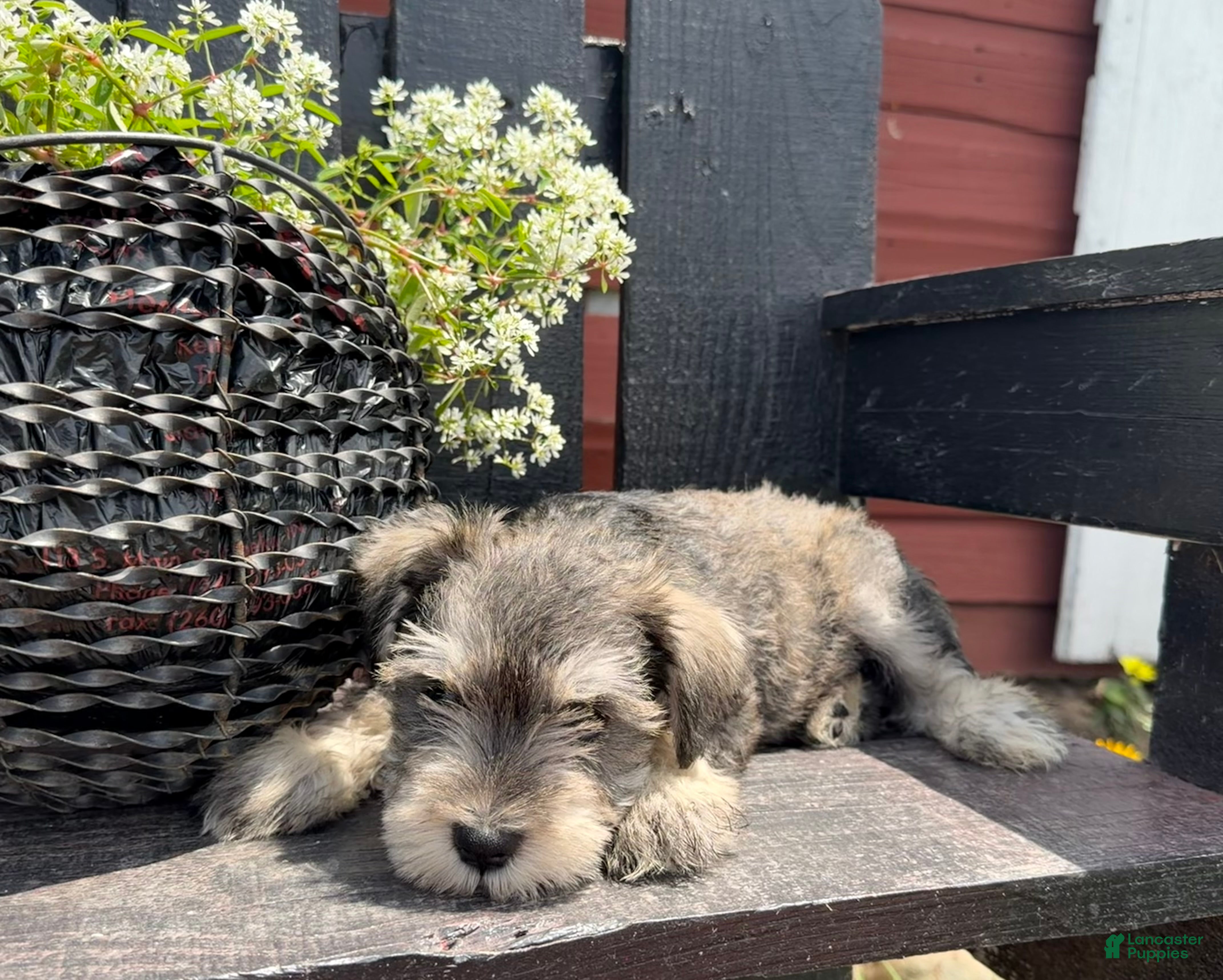Miniature Schnauzer dogs Jenny - Ad 2