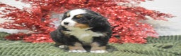 Bernese Mountain Dog dogs for sale: Caroline - Ad 2