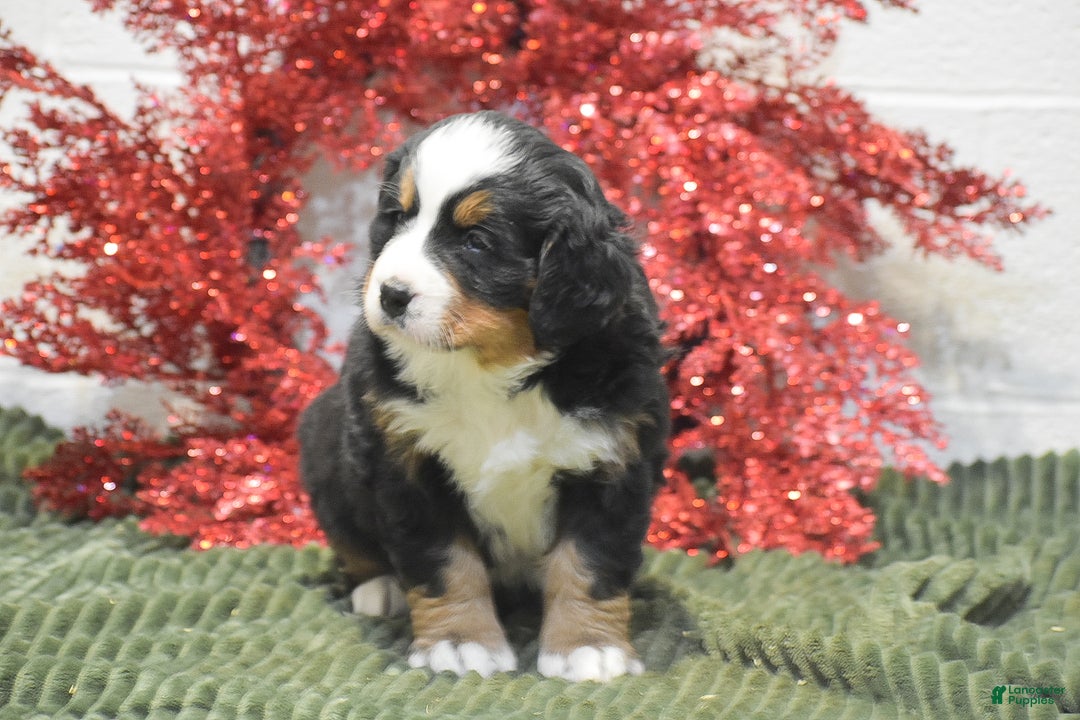 Bernese Mountain Dog dogs for sale: Caroline - Ad 2