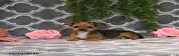 Chorkie dogs for sale: Kira - Ad 3