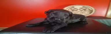 Merlot