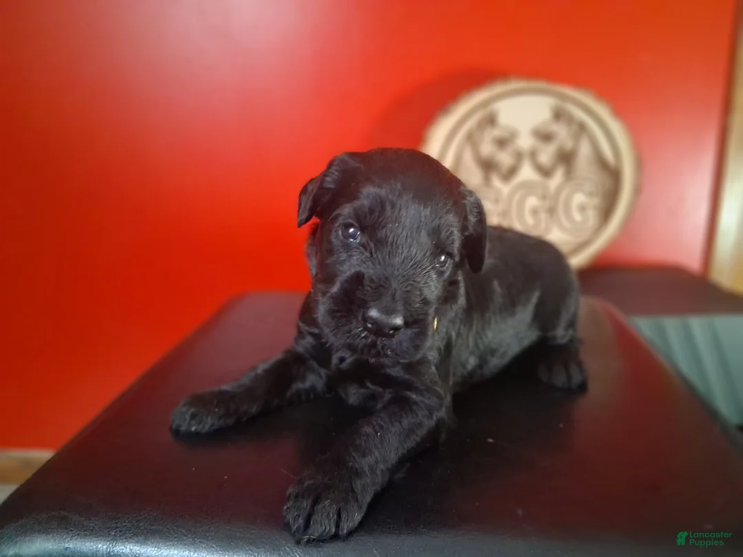 Giant Schnauzer dogs for sale: Merlot - Ad 1