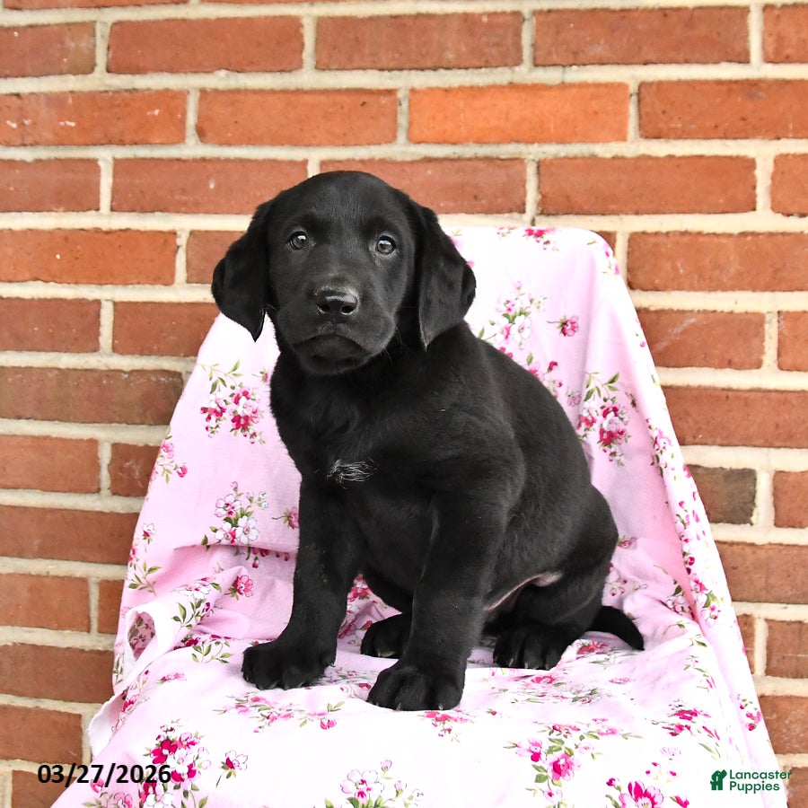 Labrador Retriever dogs Prince   - Ad 2