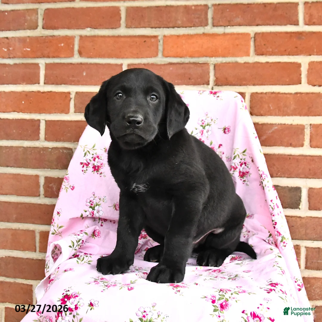 Labrador Retriever dogs for sale: Prince   - Ad 2