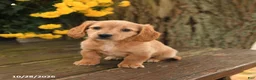 Miniature Dachshund dogs for sale: Dottie - Ad 4