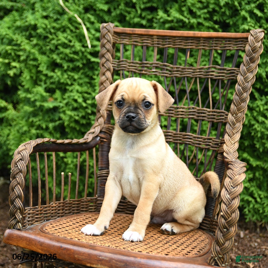 Jug dogs Kermit - Ad 1