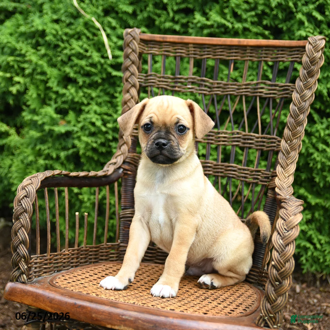 Jug dogs for sale: Kermit - Ad 1