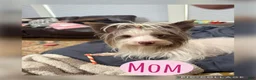 Yorkshire Terrier dogs for sale: Yorkshire Terrier Puppy 1 - Ad 3
