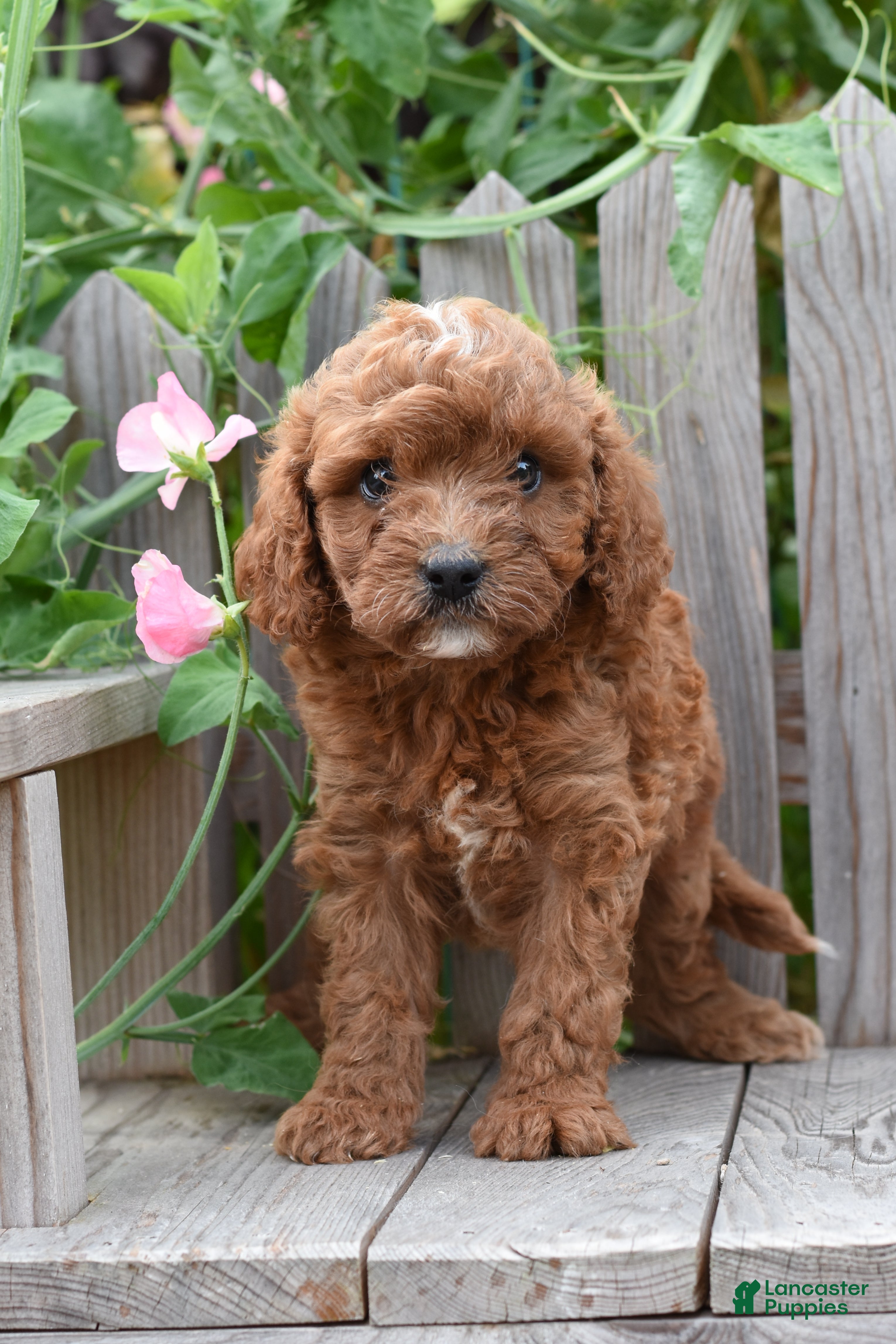 Cavapoo dogs Maverick - Ad 2