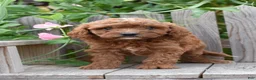 Cavapoo dogs for sale: Maverick - Ad 2