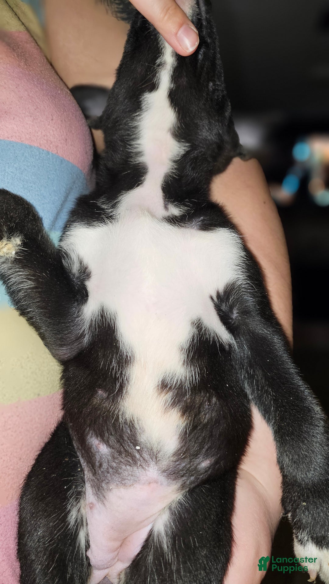 Mixed Breed dogs for sale: Darla - Ad 7