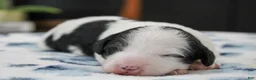 Mini Bernedoodle dogs for sale: Teagan - Ad 5