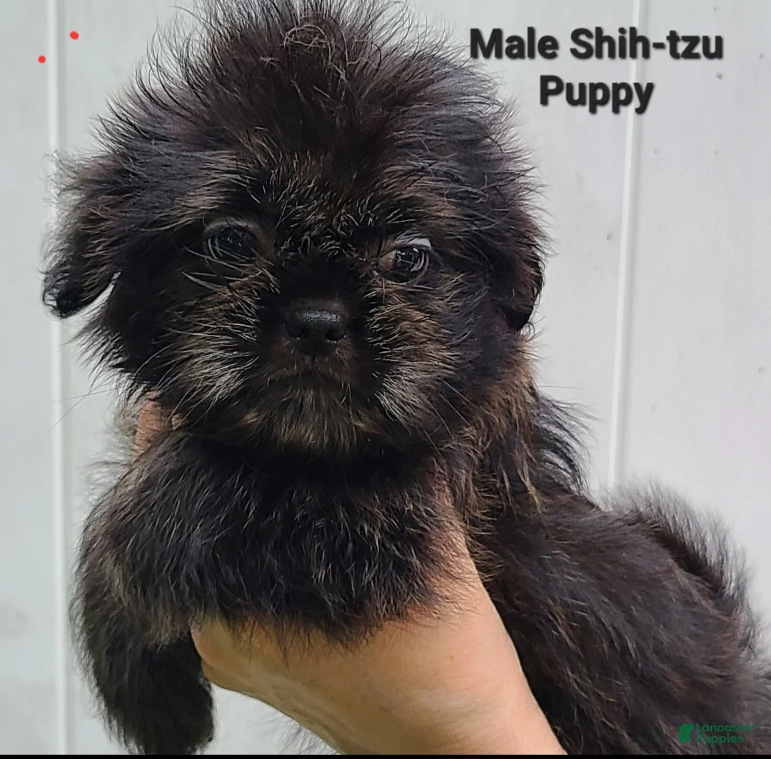 Shih Tzu dogs for sale: Tiny Sable Boy - Ad 2