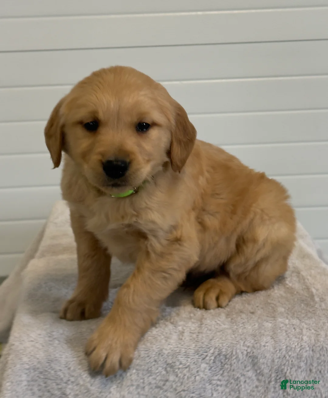 Golden Retriever dogs for sale: Kordell - Ad 5