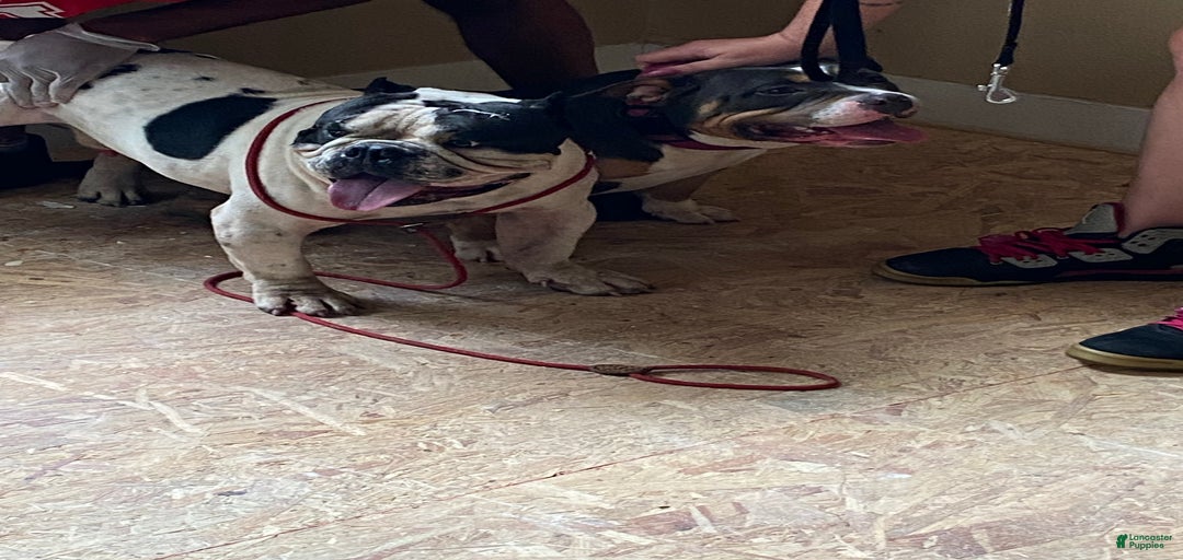 Gallery Image {{count}}