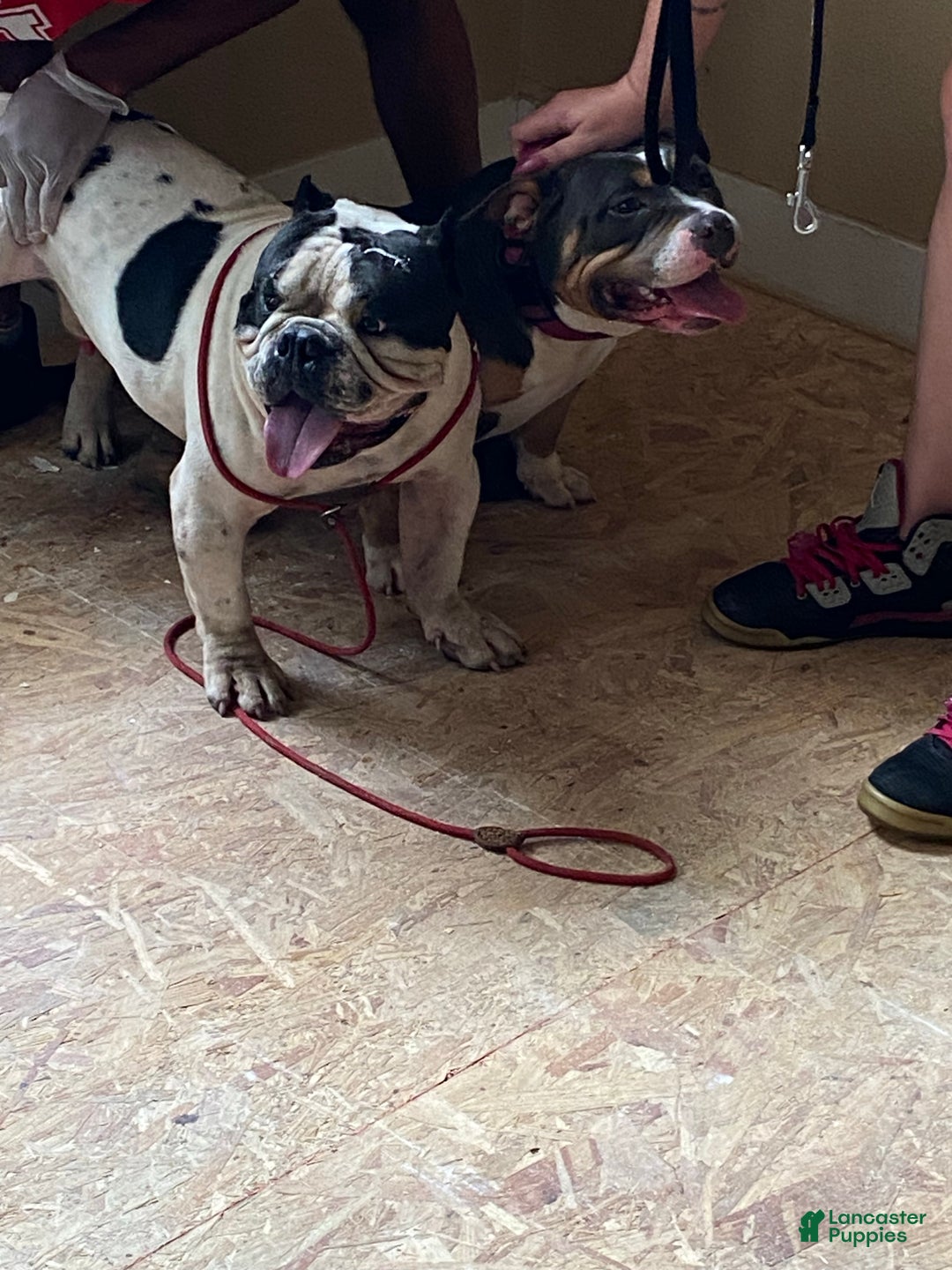 Gallery Image {{count}}