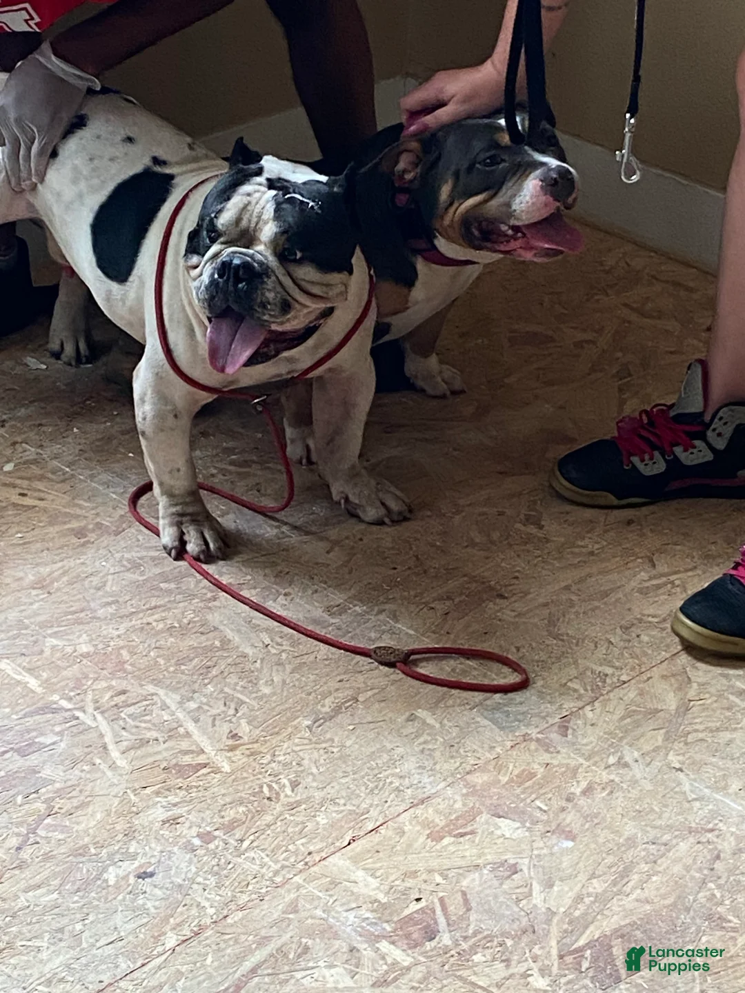 Gallery Image {{count}}