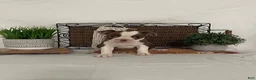 Boston Terrier dogs for sale: Dora - Ad 6