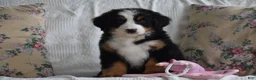 Bernese Mountain Dog dogs for sale: Clover - Ad 4
