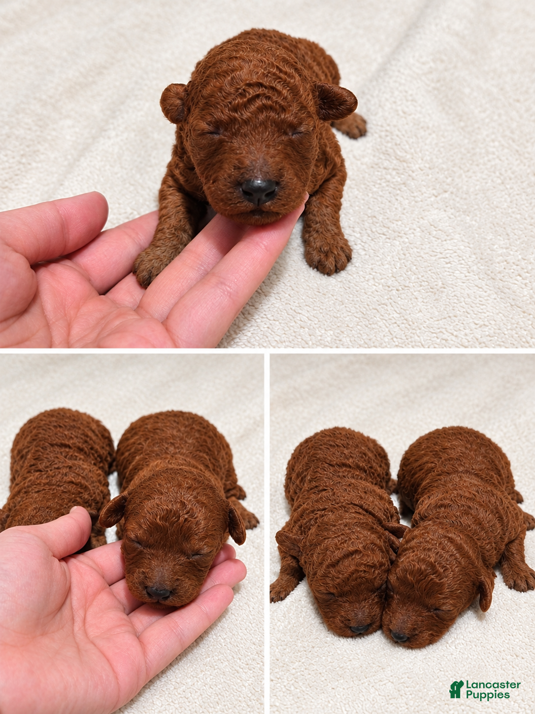 Maltipoo dogs Prince - Ad 19