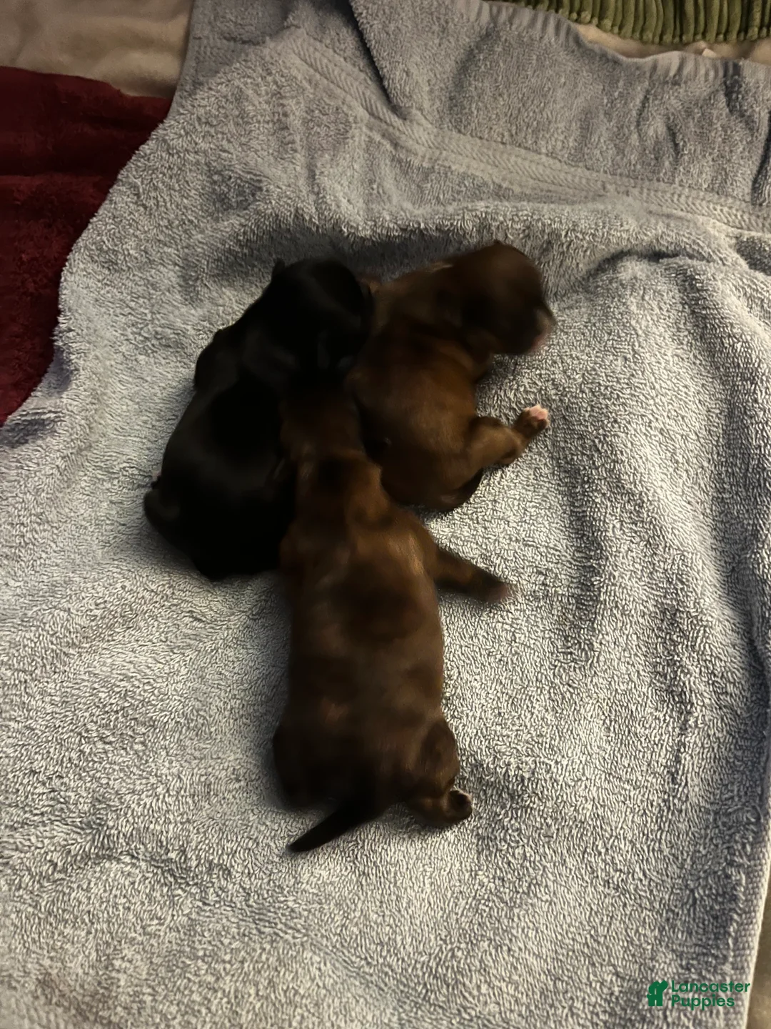 Malshi dogs for sale: Malshi Puppy 3 - Ad 1