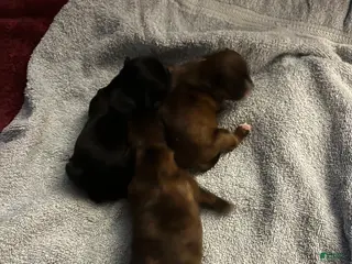 Malshi dogs Malshi Puppy 3 - Ad 10