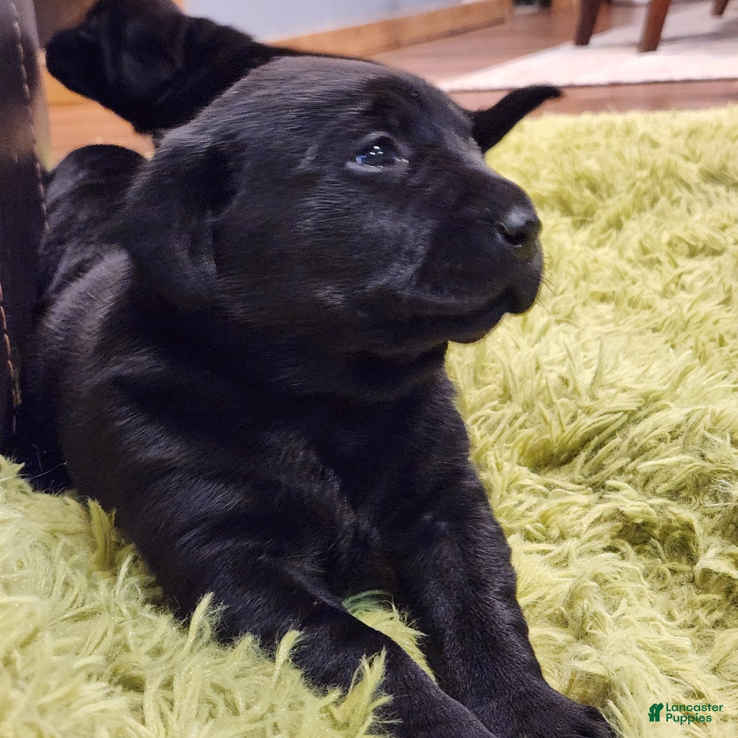 Labrador Retriever dogs Labrador Retriever Puppy 3 - Ad 39