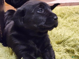 Labrador Retriever dogs Labrador Retriever Puppy 3 - Ad 22