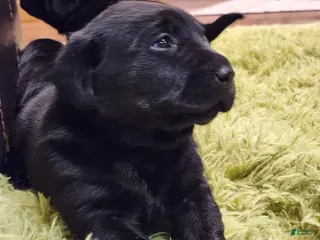 Labrador Retriever dogs Labrador Retriever Puppy 3 - Ad 1