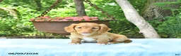 Miniature Dachshund dogs for sale: Percy - Ad 4