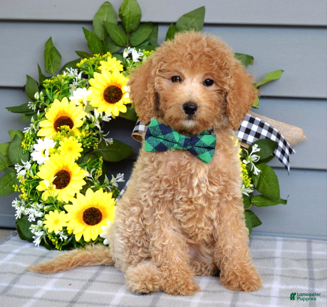 Goldendoodle dogs for sale: Farley - Ad 1
