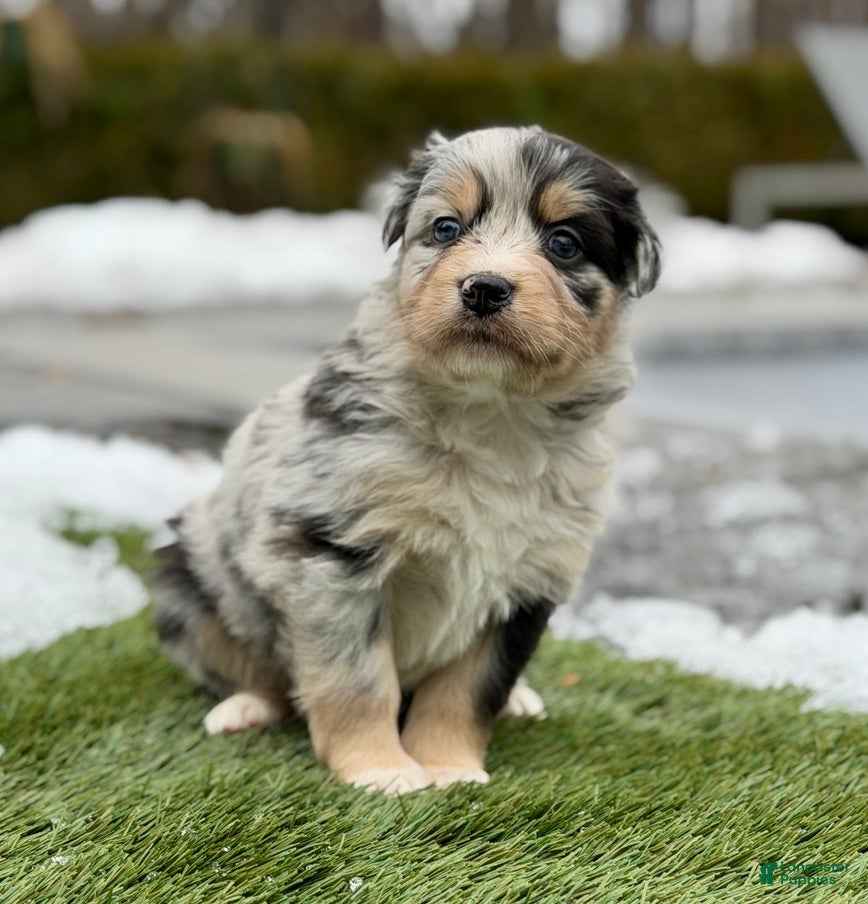 Australian Shepherd dogs Chanel - Ad 37