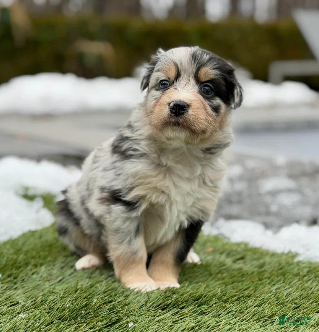 Australian Shepherd dogs for sale: Chanel - Ad 1