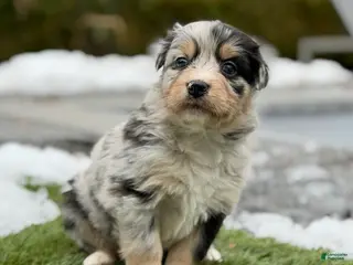 Australian Shepherd dogs Chanel - Ad 37