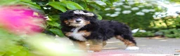 Mini Bernedoodle dogs for sale: Ellie - Ad 3