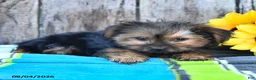 Yorkshire Terrier dogs for sale: Jaylee - Ad 4