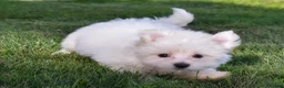 Maltese dogs for sale: Roscoe💙 - Ad 6