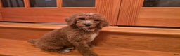 Standard Poodle dogs for sale: Lily - Ad 5