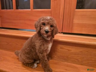 Standard Poodle dogs Lily - Ad 36
