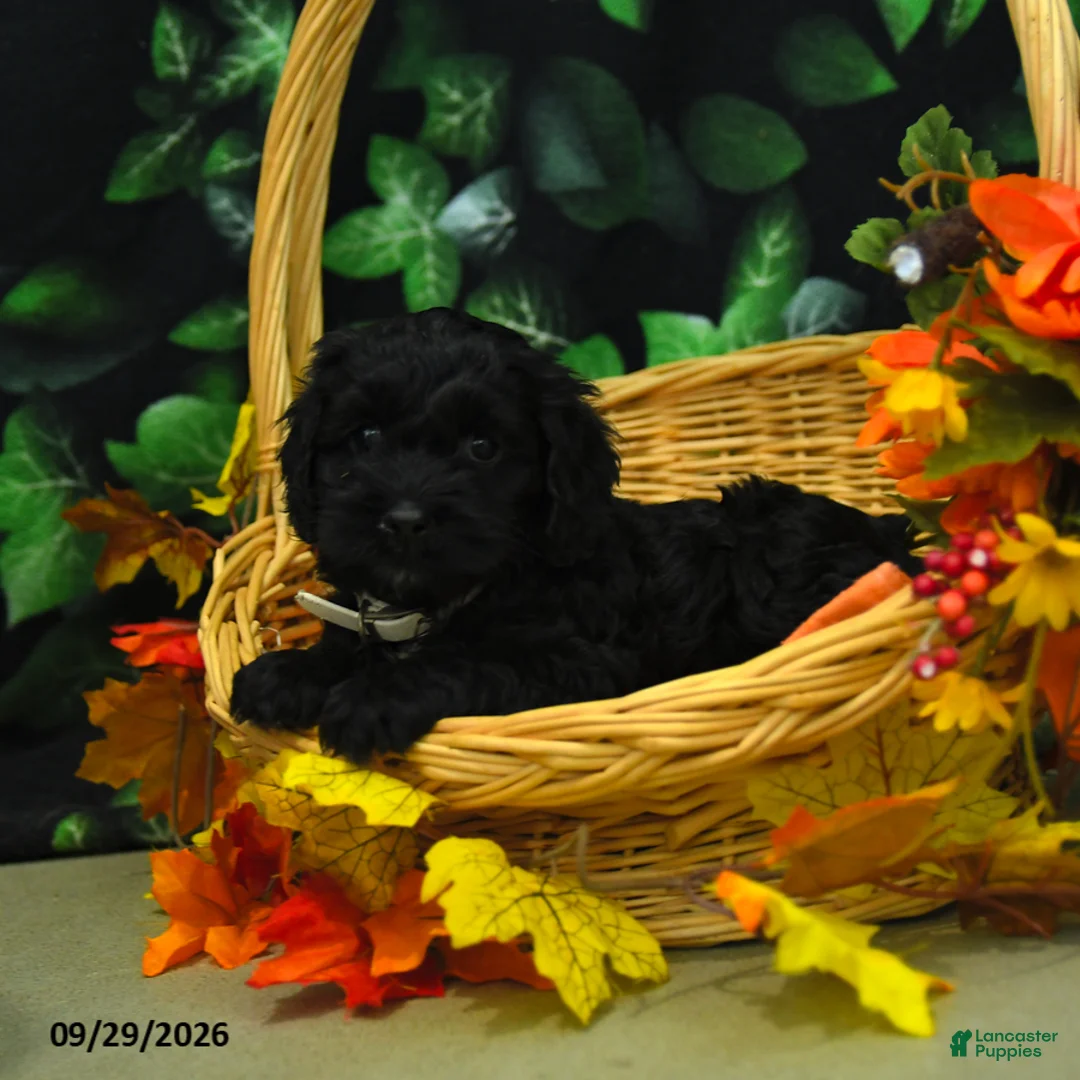 Cockapoo dogs for sale: Sadie  - Ad 2