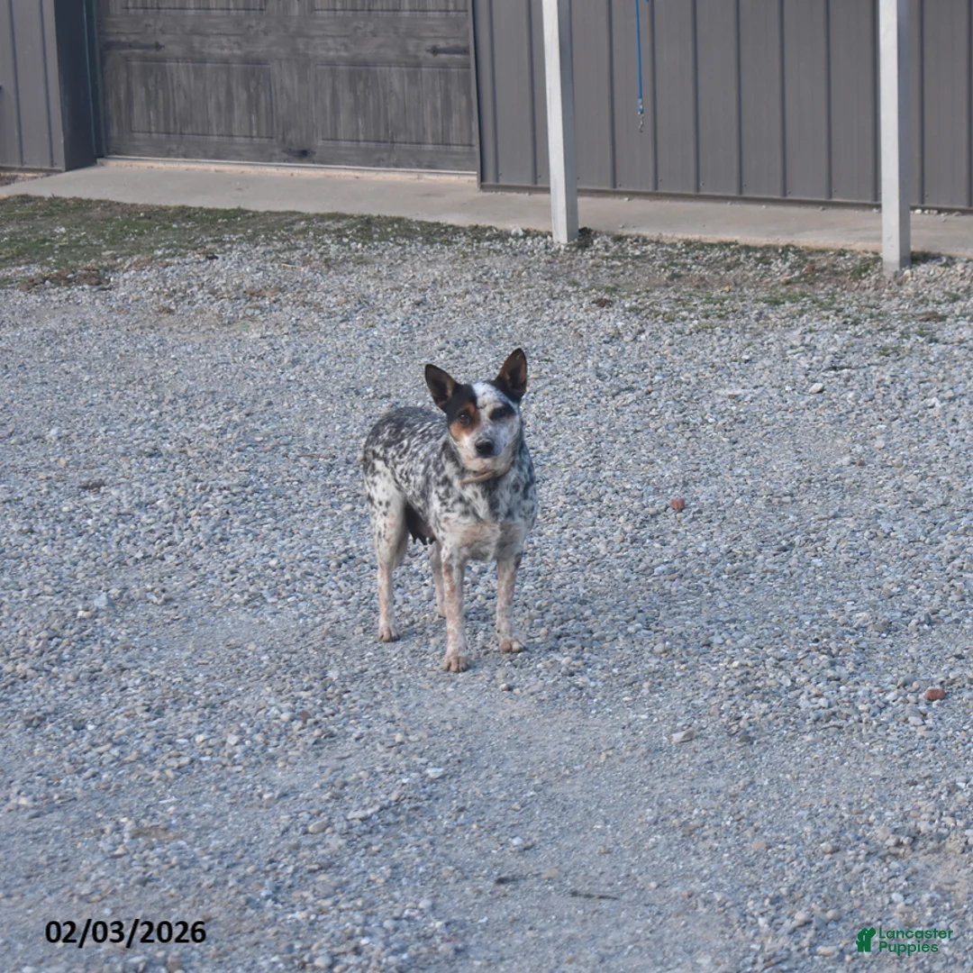 Australian Cattle Dog dogs for sale: Torry - Ad 6