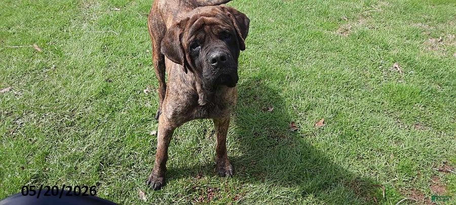 English Mastiff dogs Shadow - Ad 2