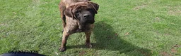 English Mastiff dogs for sale: Shadow - Ad 2