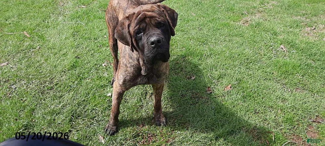 English Mastiff dogs for sale: Shadow - Ad 2