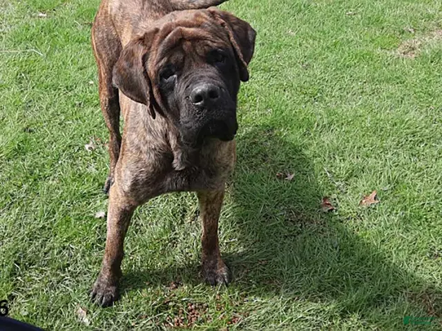 English Mastiff dogs Shadow - Ad 2