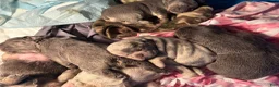 French Bulldog dogs for sale: French Bulldog Puppy 2 - Ad 5