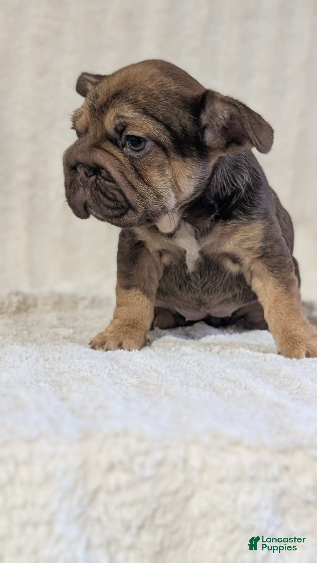 French Bulldog dogs for sale: Tessa - Ad 8