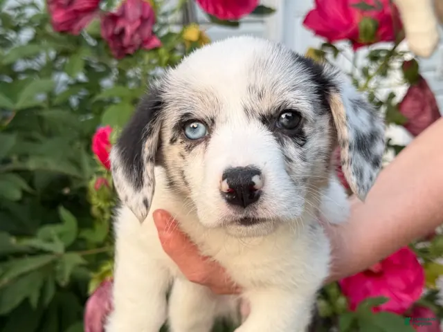 Welsh Corgi Pembroke dogs for sale: Welsh Corgi Pembroke 5 - Ad 1