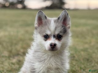 Pomsky dogs Timothy - Ad 5